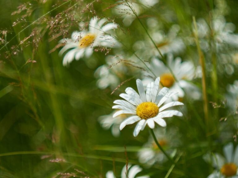 Viele schöne Gänseblümchen in einer Wiese. Auch sie helfen bei innerer Unruhe.