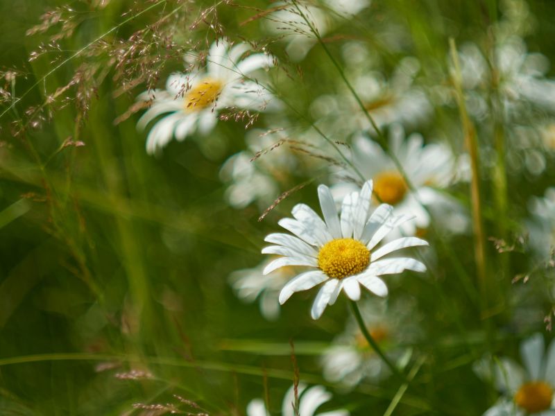 Viele schöne Gänseblümchen in einer Wiese. Auch sie helfen bei innerer Unruhe.