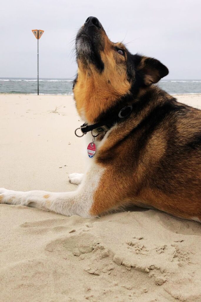 Susanne Lohses Hund freut sich am Strand. Sie bietet Hilfe bei Psychosomatik an.