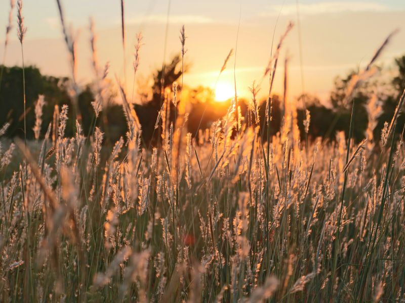 Ein Kornfeld im Wind - Seelische Schmerzen können in einer Therapie in Karlsruhe gelöst werden.