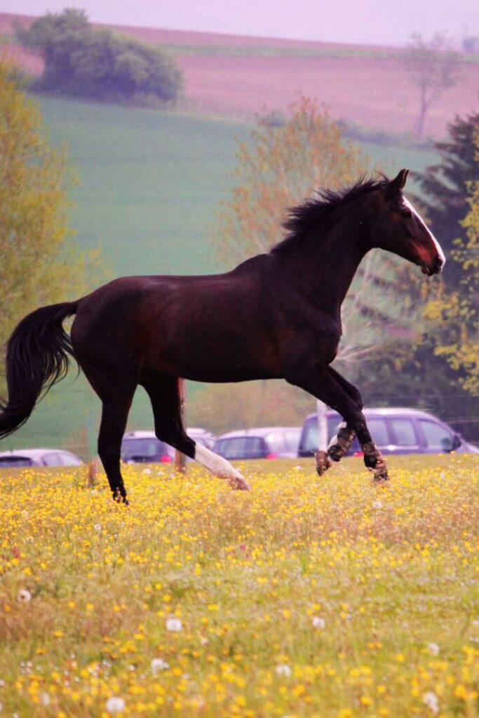 Ein Pferd im Galopp auf einer blühenden Koppel. Neben Stressbewältigung versucht Susanne Lohse die Menschen in Einklng mit sich selbst zu bringen.